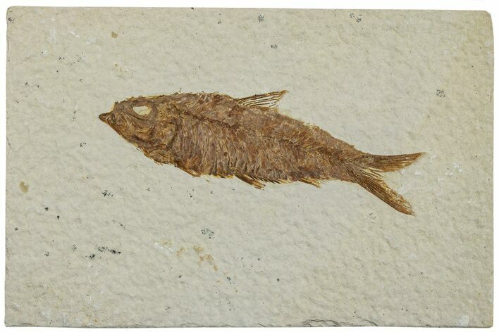 Detailed Fossil Fish (Knightia) - Wyoming #227461